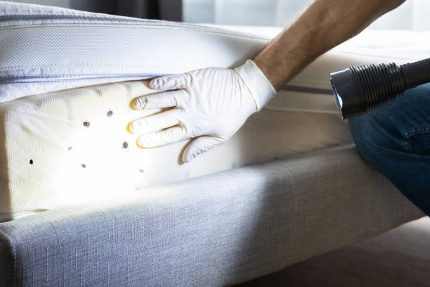Best Pest Prevention Services  in Debary, FL